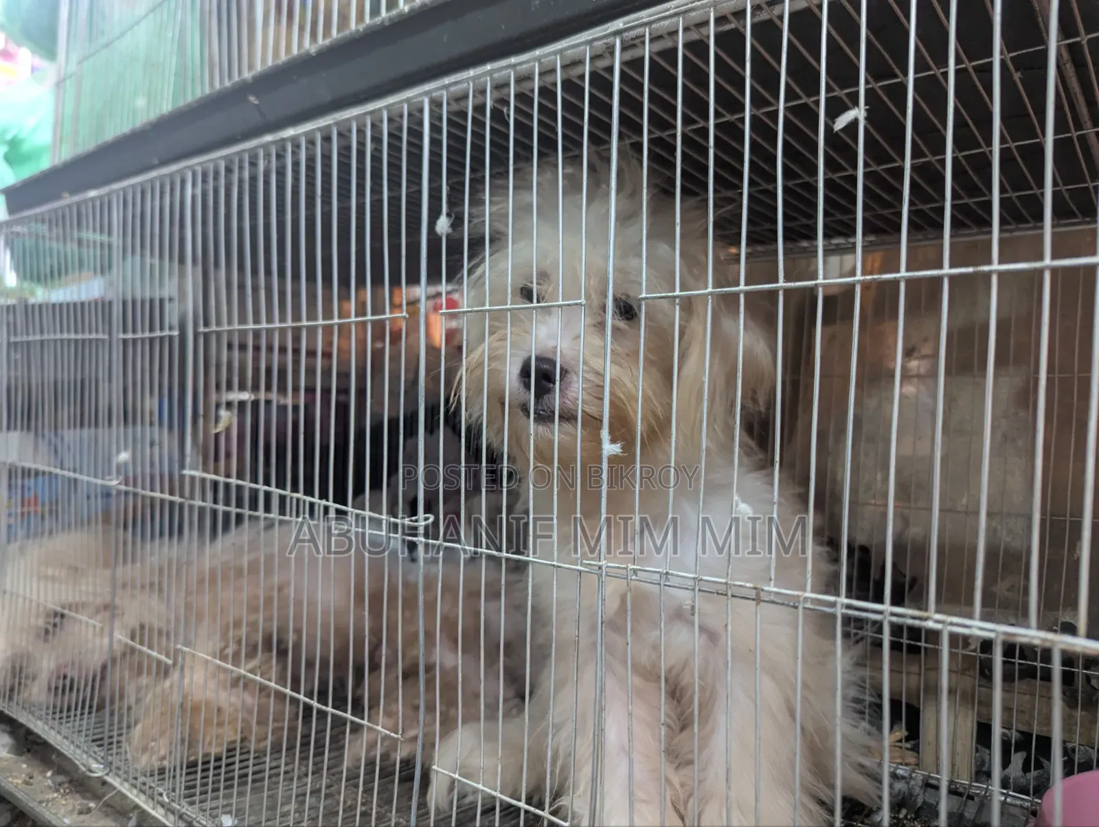 1+ year Female Purebred Lhasa Apso