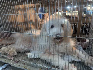 1+ year Female Purebred Lhasa Apso