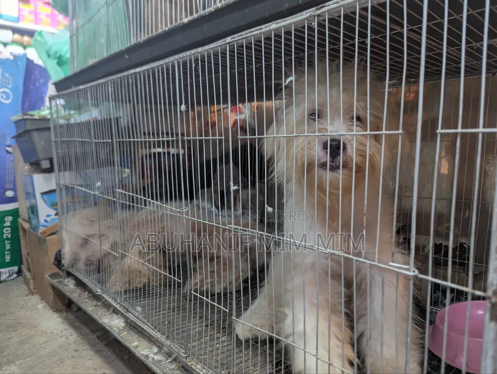1+ year Female Purebred Lhasa Apso