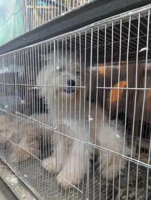 1+ year Female Purebred Lhasa Apso