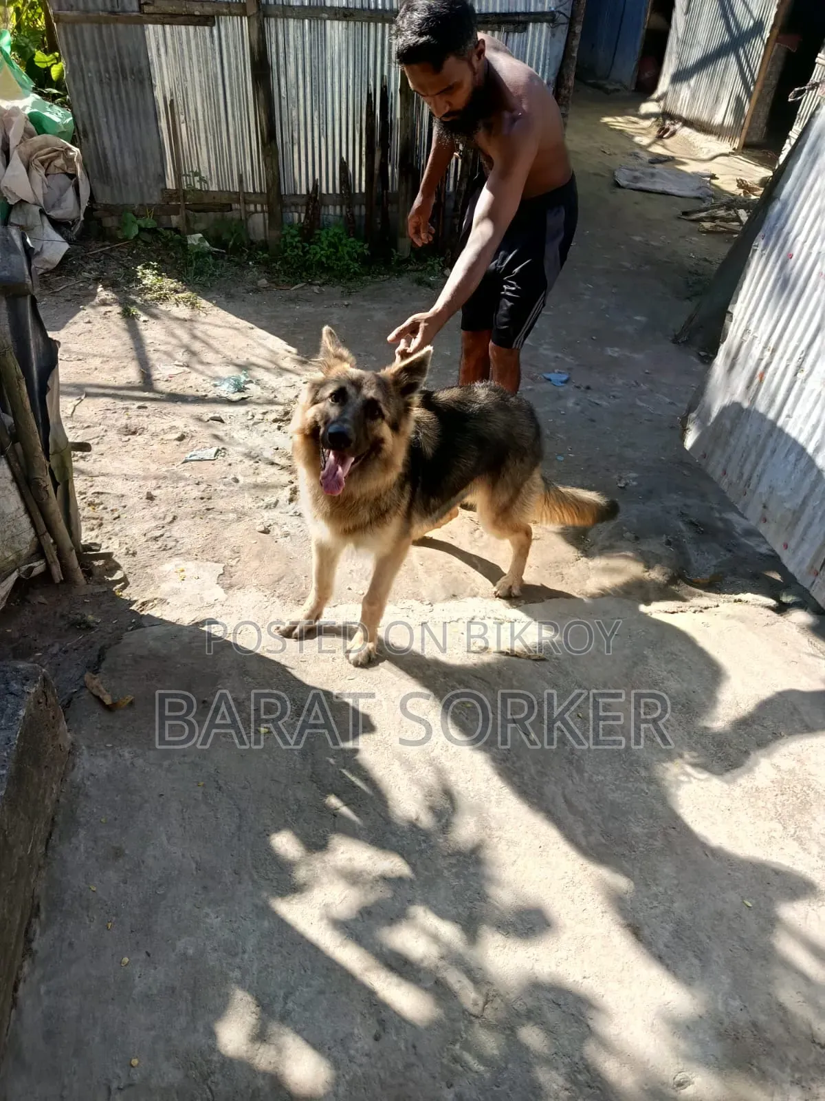 ৩-৬ মাসের নর পিউরব্রেড জার্মান শেফার্ড