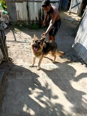৩-৬ মাসের নর পিউরব্রেড জার্মান শেফার্ড