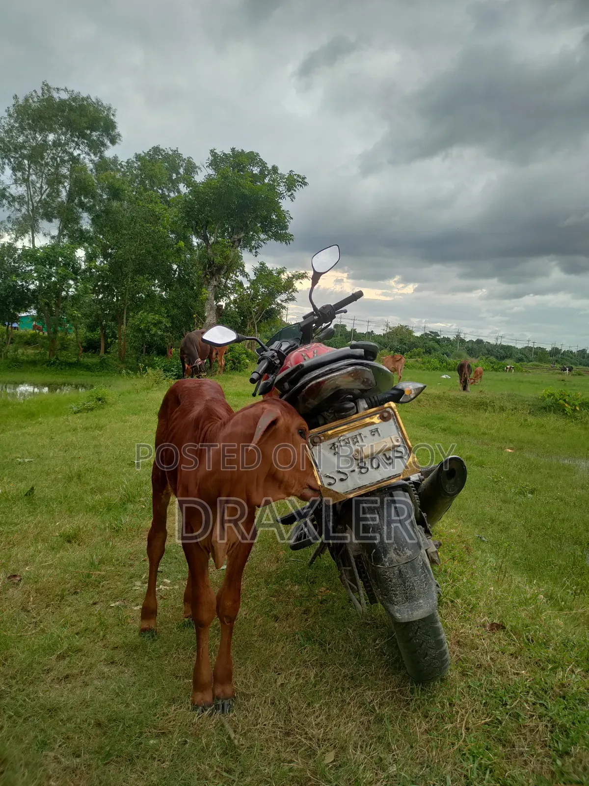 Bajaj Pulsar 135 LS 2012 Red