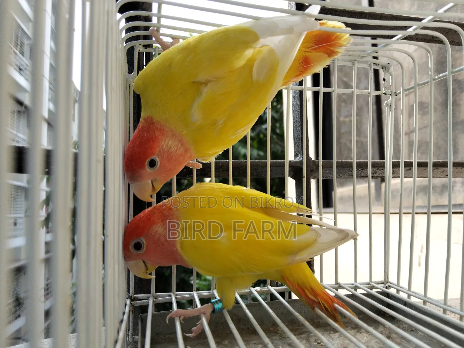 Love Bird (লাল চোখের লাভ বার্ড ) পাখি সেল করা হবে।