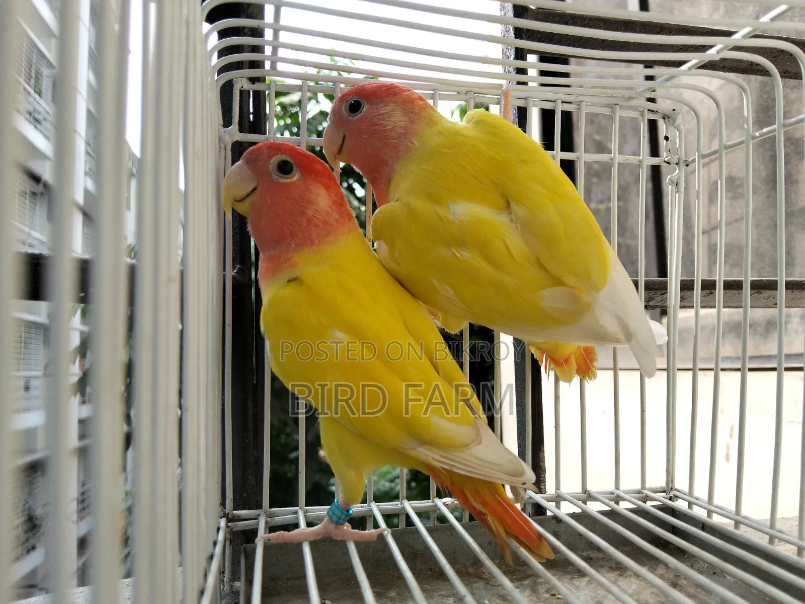 Love Bird (লাল চোখের লাভ বার্ড ) পাখি সেল করা হবে।