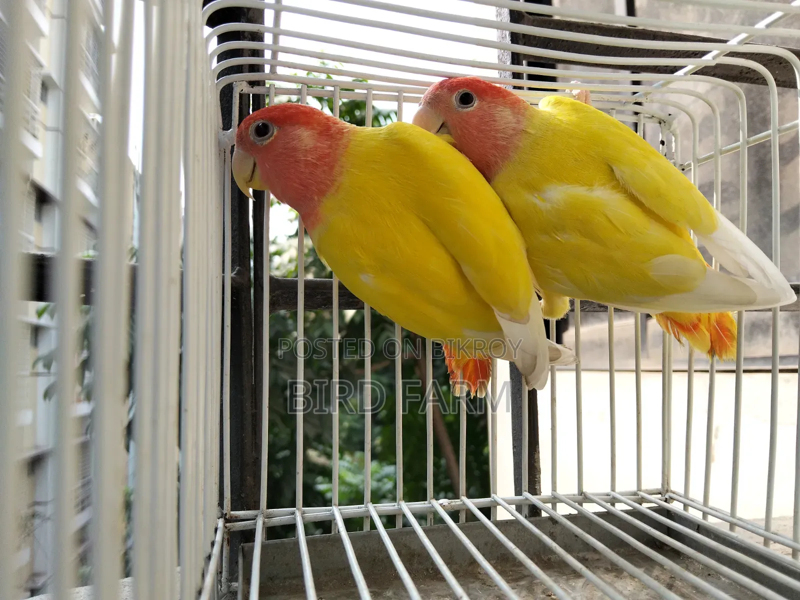 Love Bird (লাল চোখের লাভ বার্ড ) পাখি সেল করা হবে।