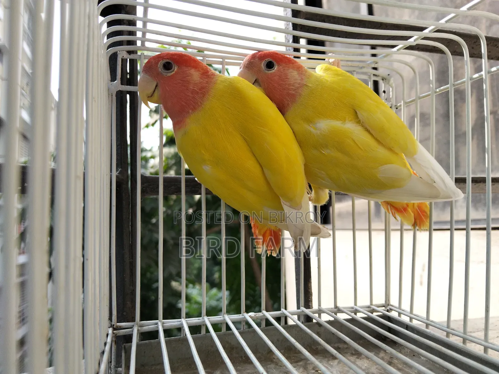 Love Bird (লাল চোখের লাভ বার্ড ) পাখি সেল করা হবে।