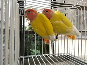 Love Bird (লাল চোখের লাভ বার্ড ) পাখি সেল করা হবে।