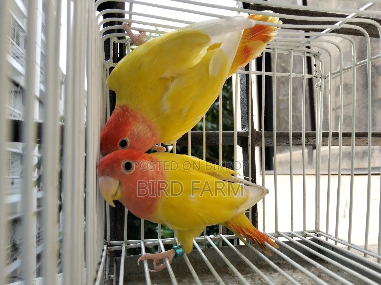 Love Bird (লাল চোখের লাভ বার্ড ) পাখি সেল করা হবে।