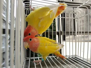 Love Bird (লাল চোখের লাভ বার্ড ) পাখি সেল করা হবে।