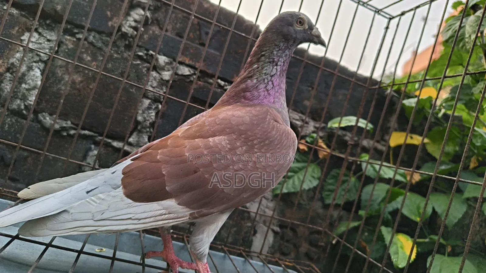 রেড চেকার নর কবুতর