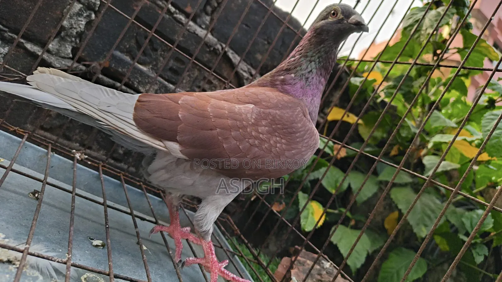 রেড চেকার নর কবুতর