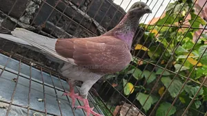 রেড চেকার নর কবুতর