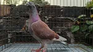রেড চেকার নর কবুতর