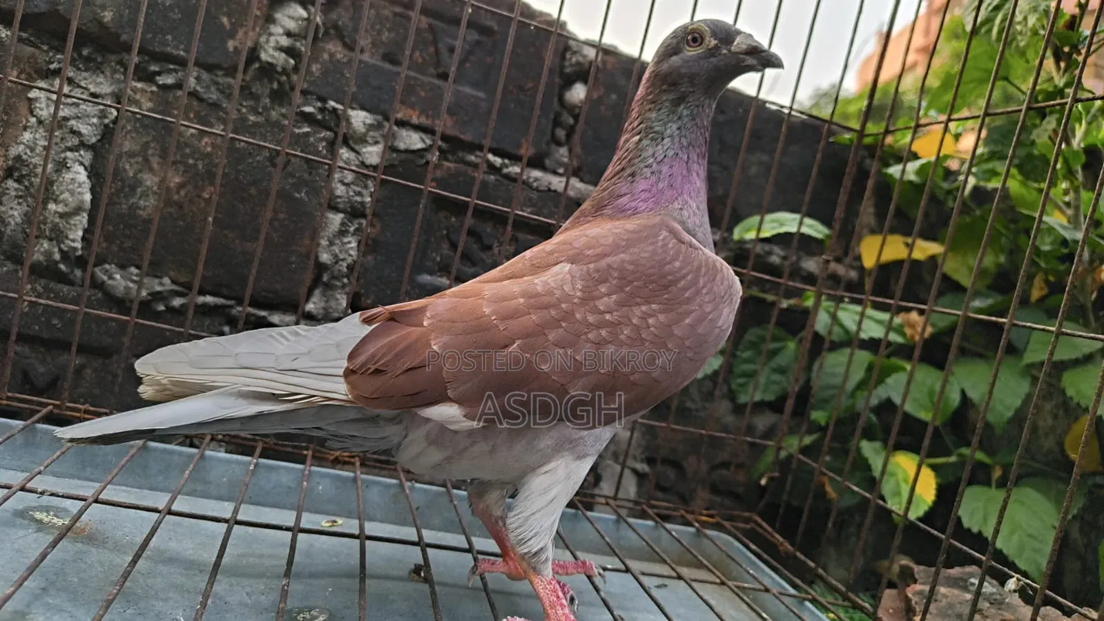 রেড চেকার নর কবুতর