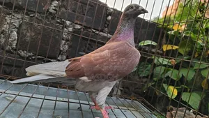 রেড চেকার নর কবুতর