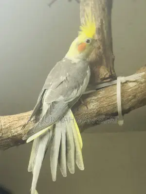 3 Months Old Cockatiel Pair for Sale