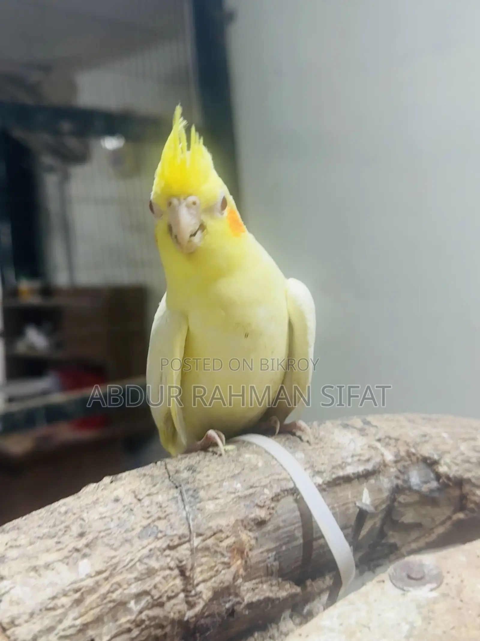 3 Months Old Cockatiel Pair for Sale
