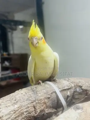 3 Months Old Cockatiel Pair for Sale