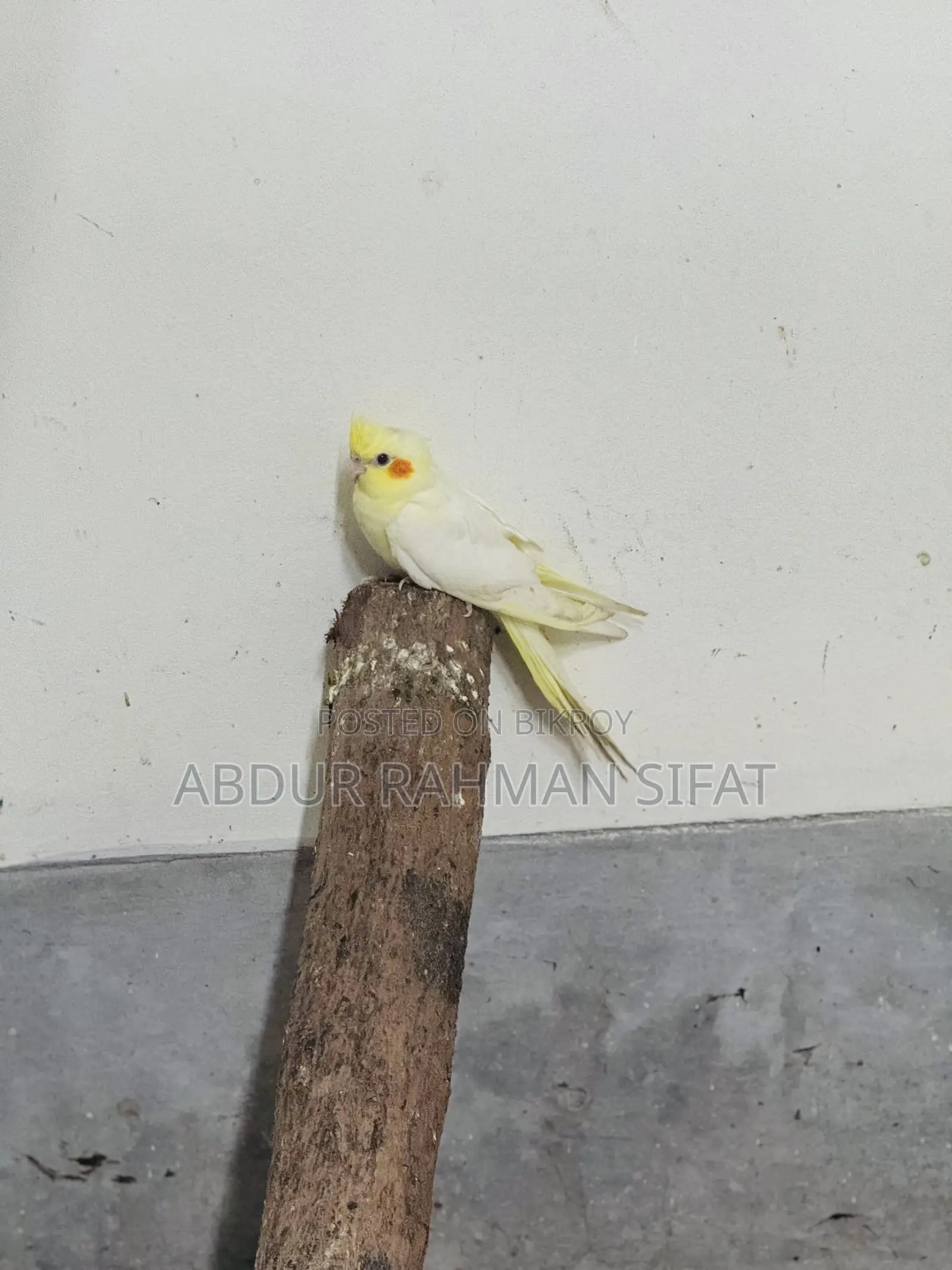 3 Months Old Cockatiel Pair for Sale