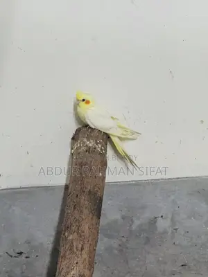 3 Months Old Cockatiel Pair for Sale