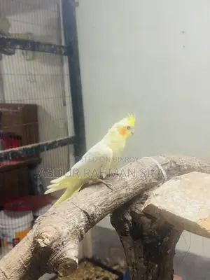 3 Months Old Cockatiel Pair for Sale