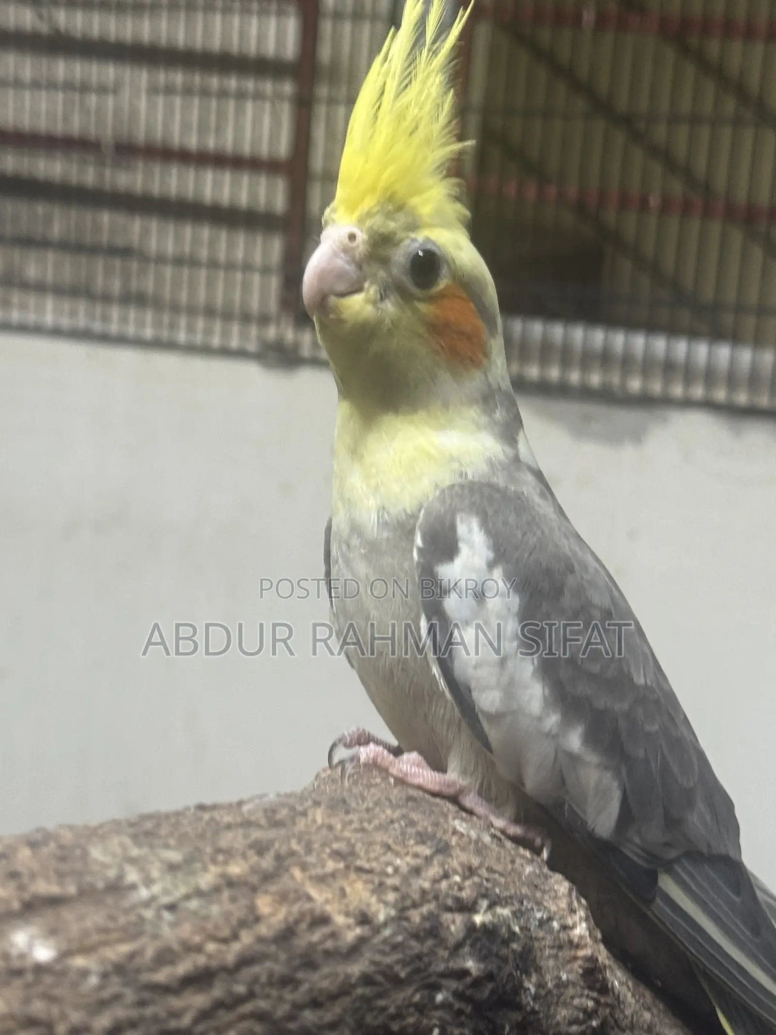 3 Months Old Cockatiel Pair for Sale