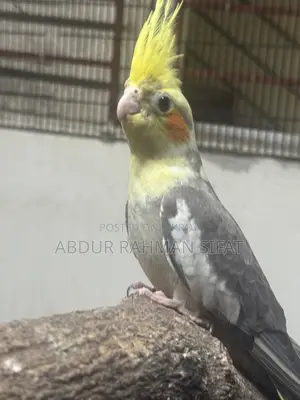 3 Months Old Cockatiel Pair for Sale