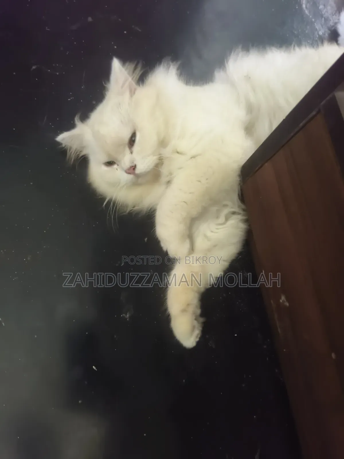 1+ year Male Purebred Persian