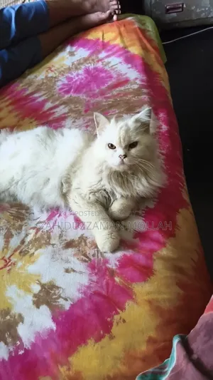 1+ year Male Purebred Persian