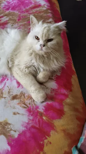 1+ year Male Purebred Persian