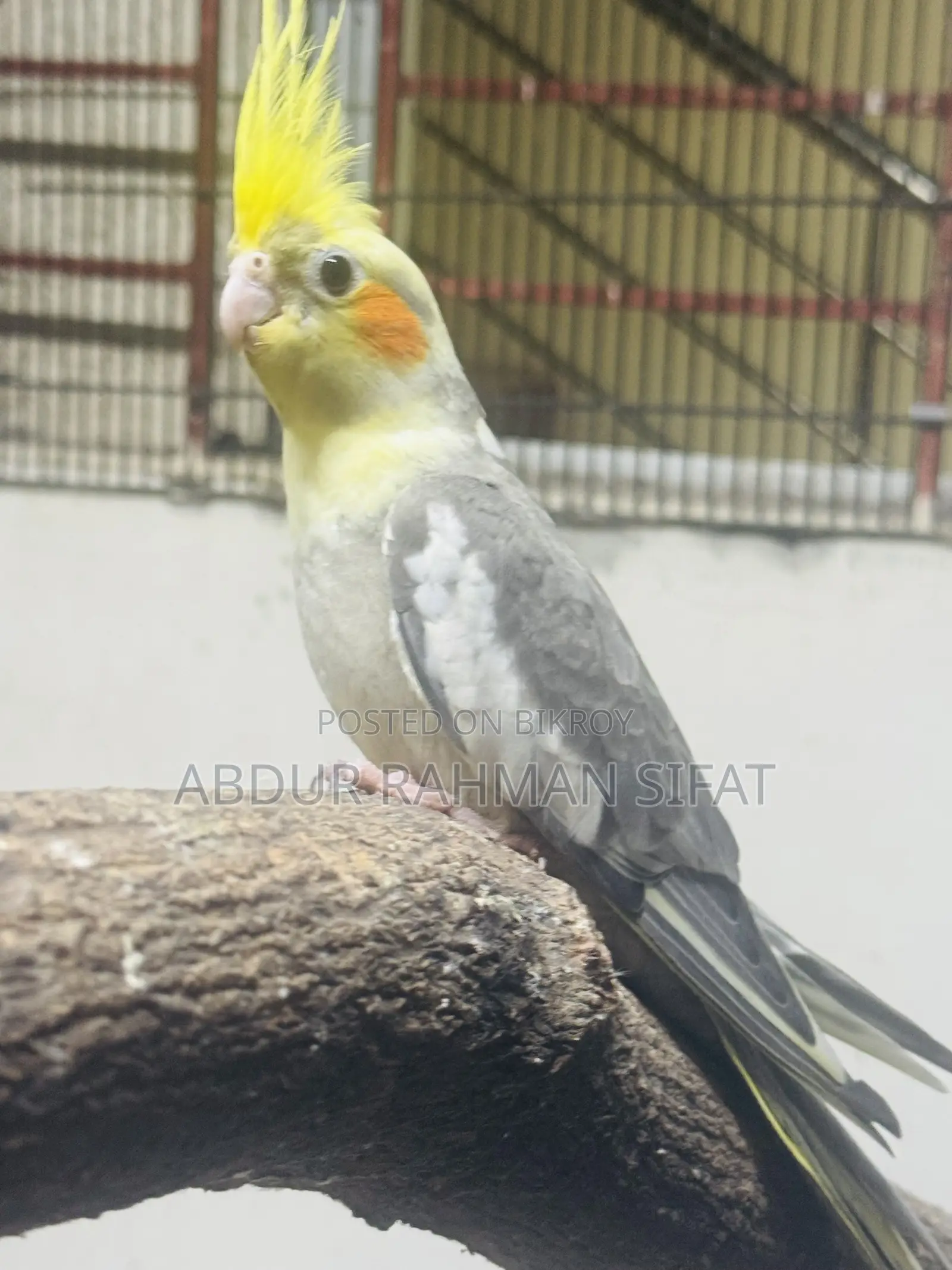 লুটিনো ককাটিয়েল এবং পাইড ককাটিয়েল বিক্রয় হবে