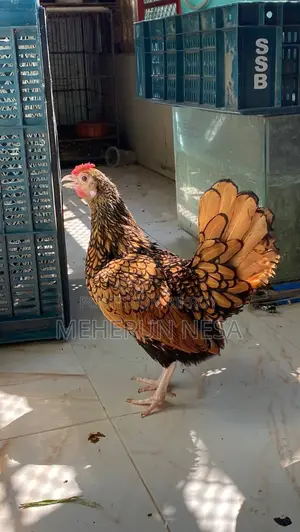 গোল্ডেন সেব্রাইট বাচ্চা গোল্ডেন সেব্রাইট বাচ্চা