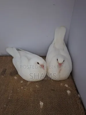 Kaagji Pigeon for Sale