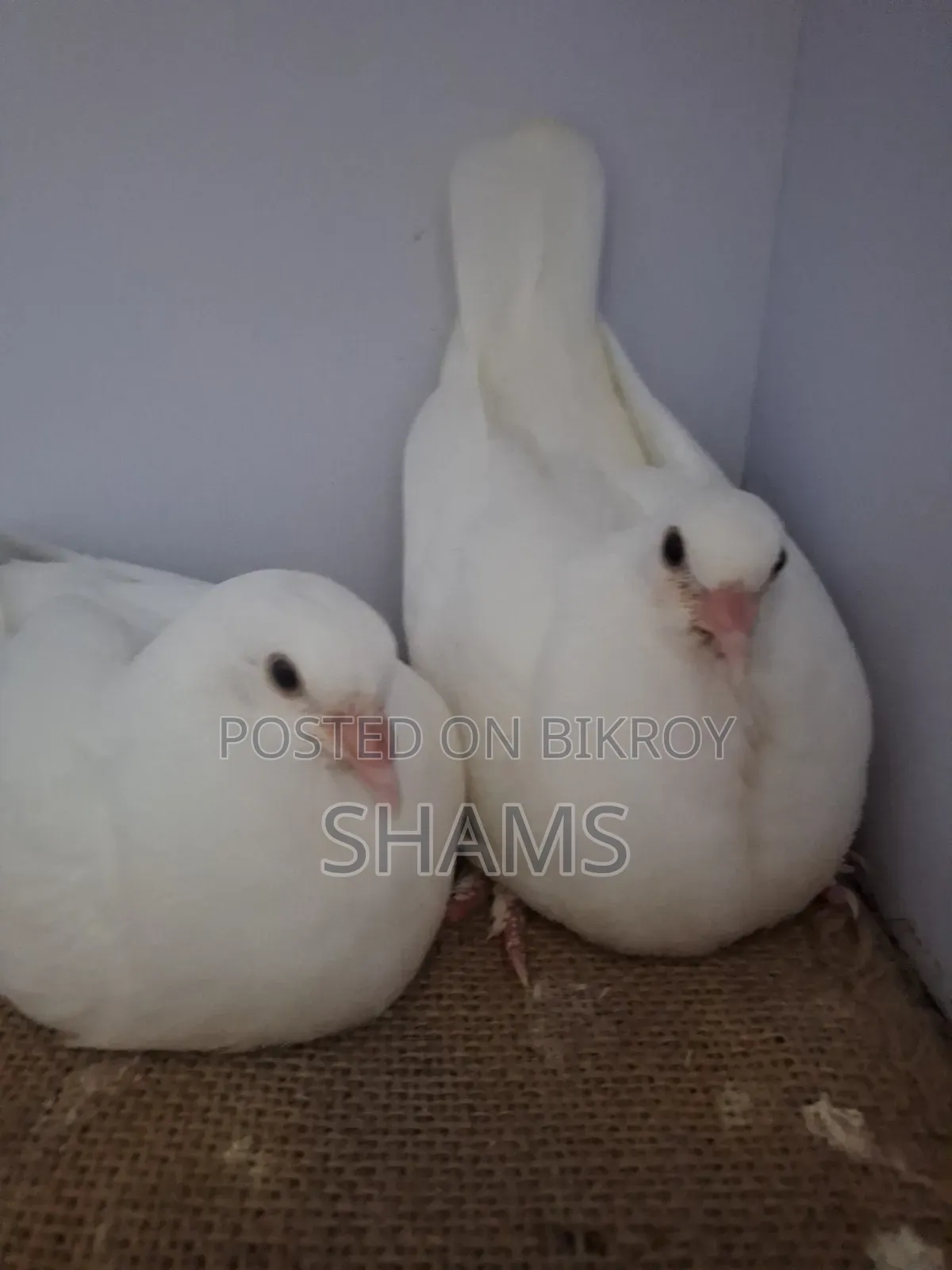 Kaagji Pigeon for Sale