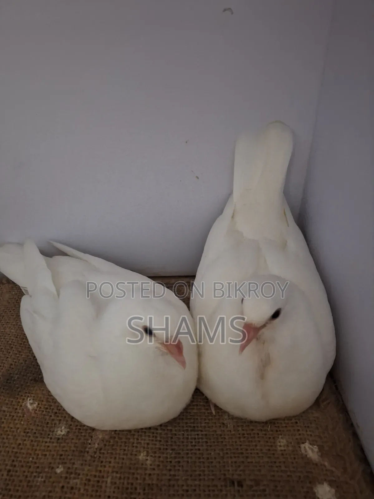 Kaagji Pigeon for Sale
