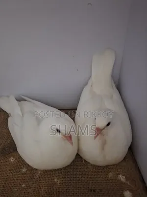 Kaagji Pigeon for Sale