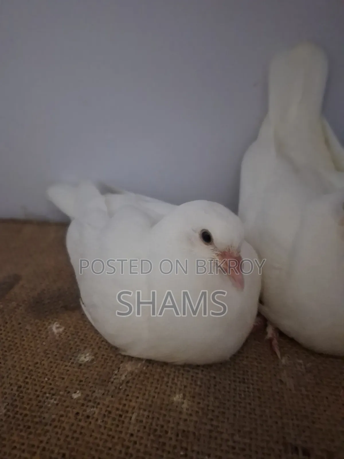 Kaagji Pigeon for Sale
