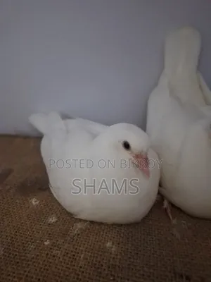 Kaagji Pigeon for Sale