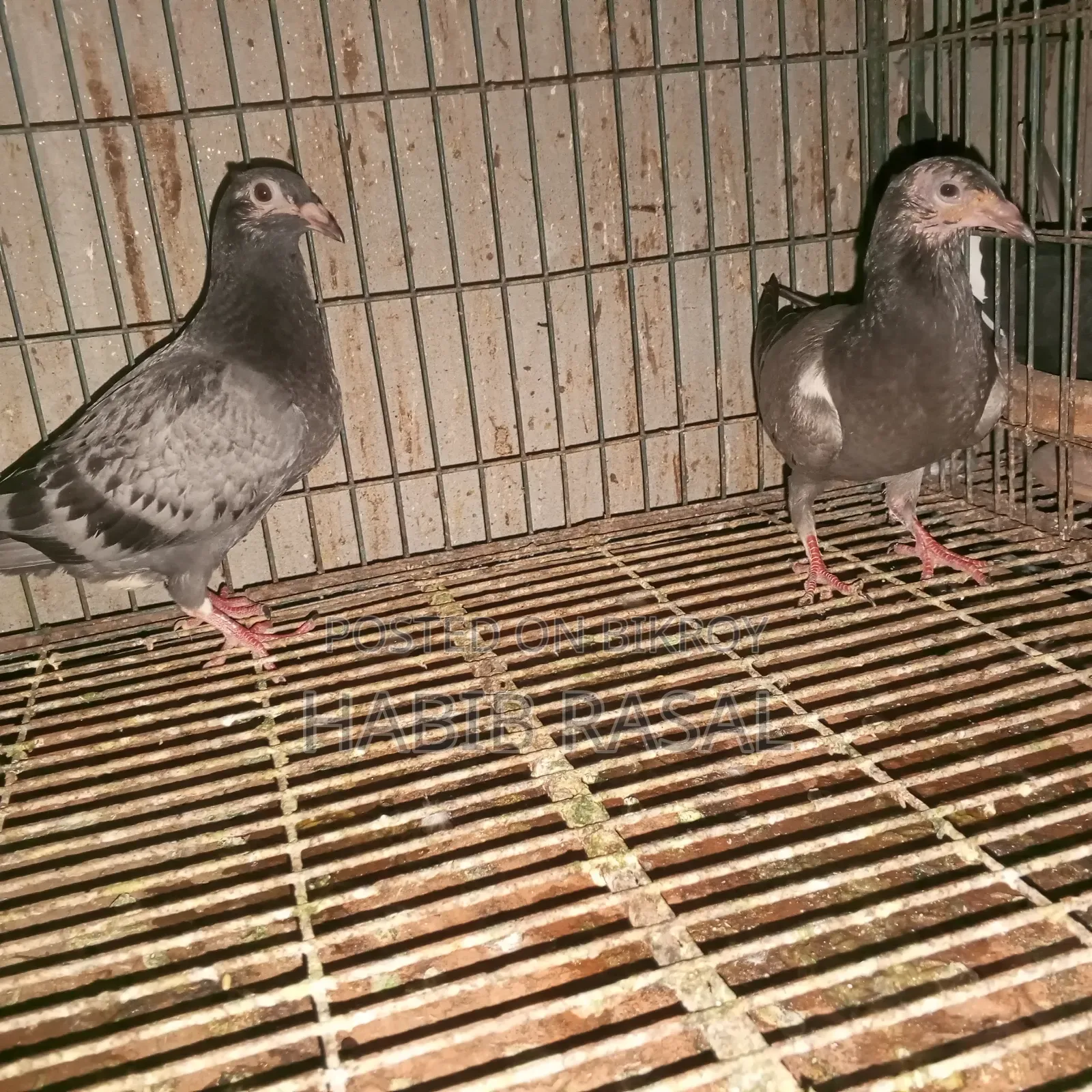 Racer pigeon chicks