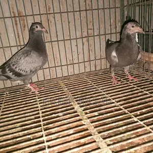 Racer pigeon chicks