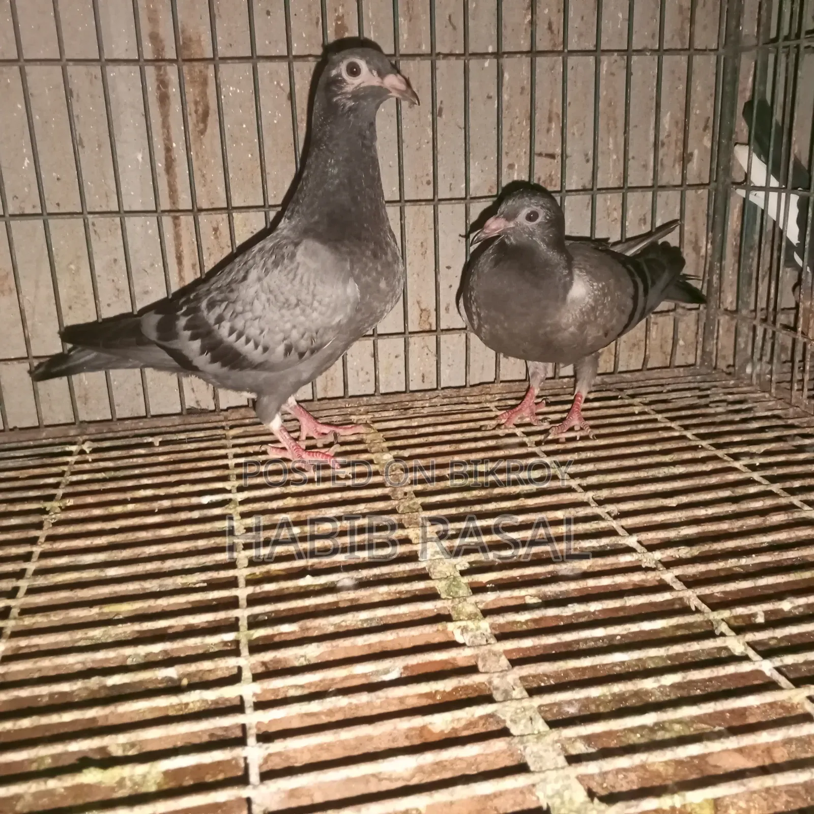 Racer pigeon chicks