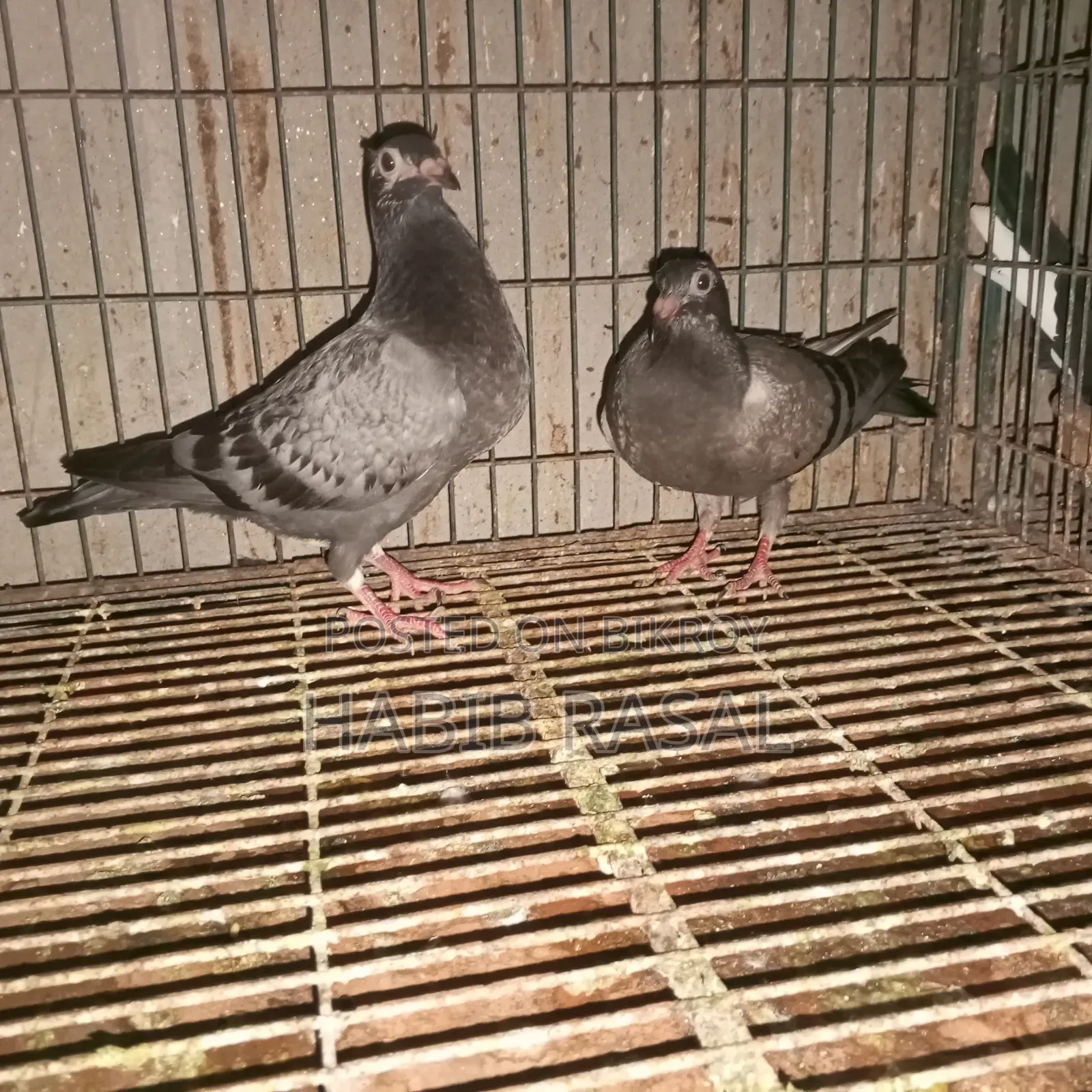 Racer pigeon chicks