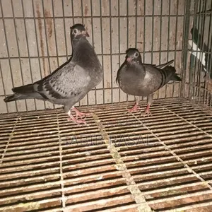 Racer pigeon chicks