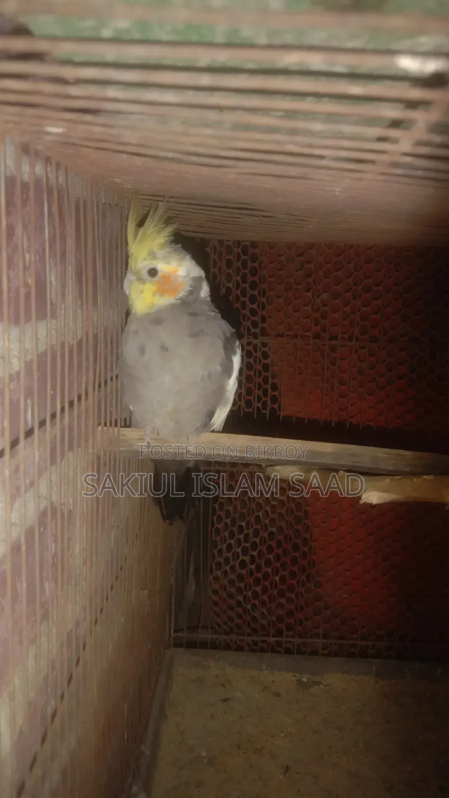 Male Cocatail Bird for Sale