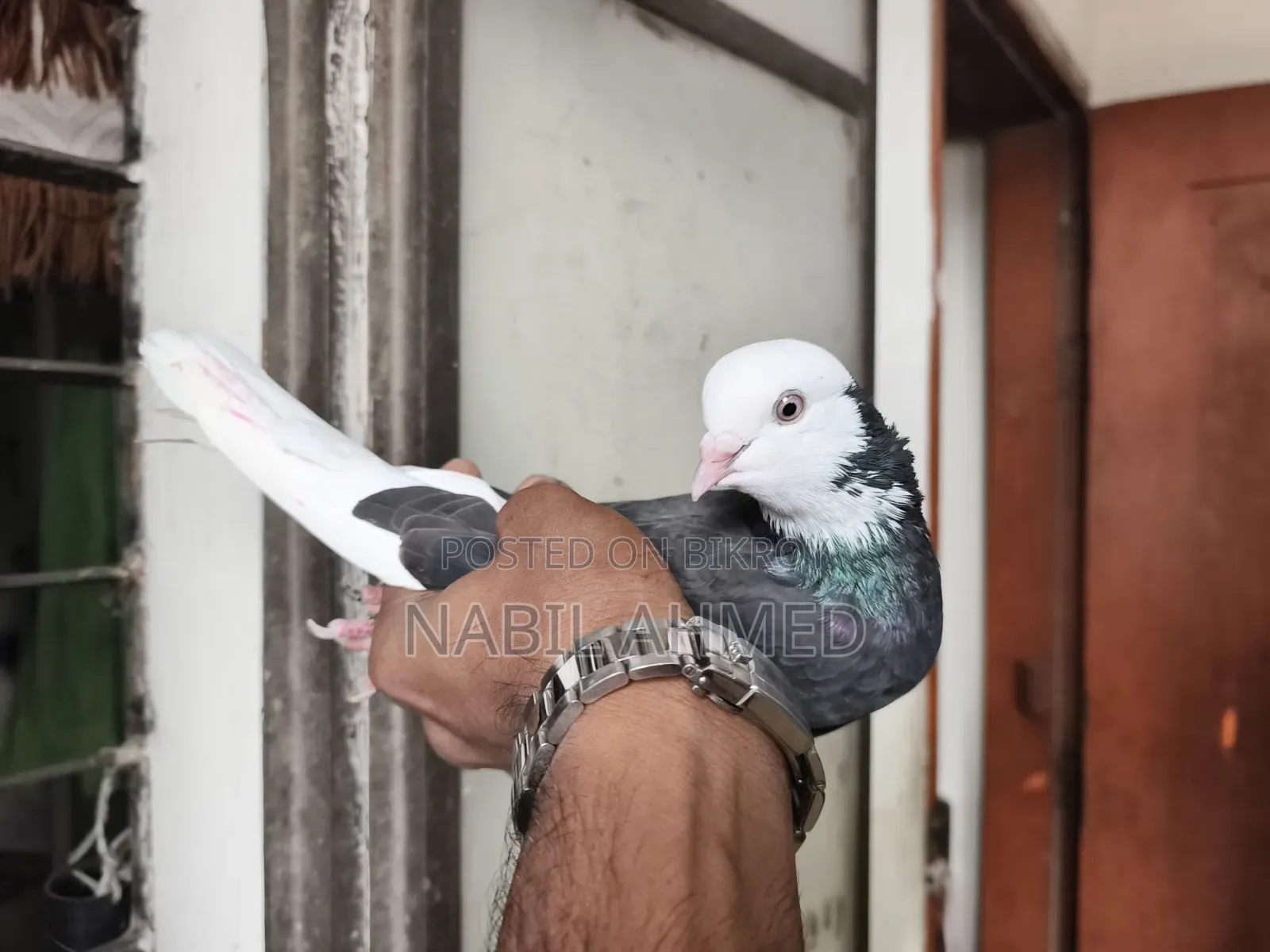 ৩টি মাদি,২টি নর কবুতর