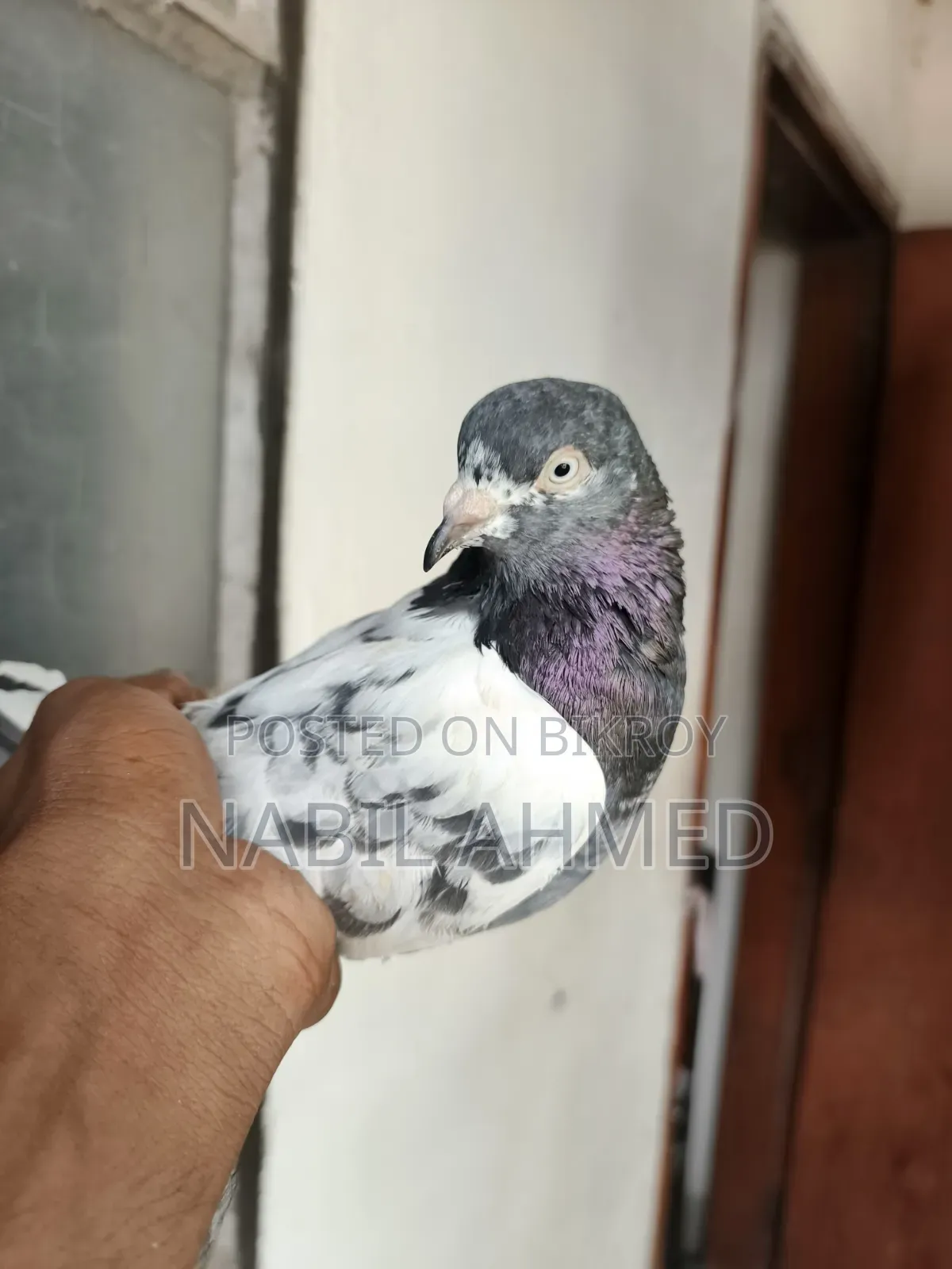 ৩টি মাদি,২টি নর কবুতর