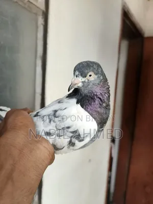 ৩টি মাদি,২টি নর কবুতর