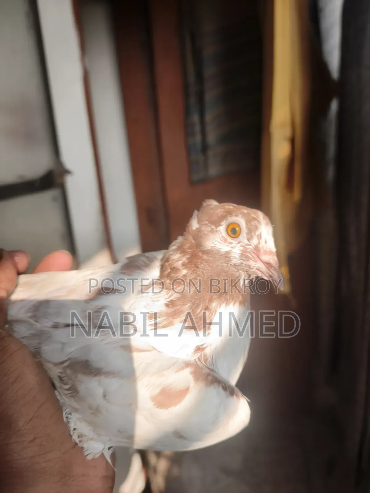 ৩টি মাদি,২টি নর কবুতর
