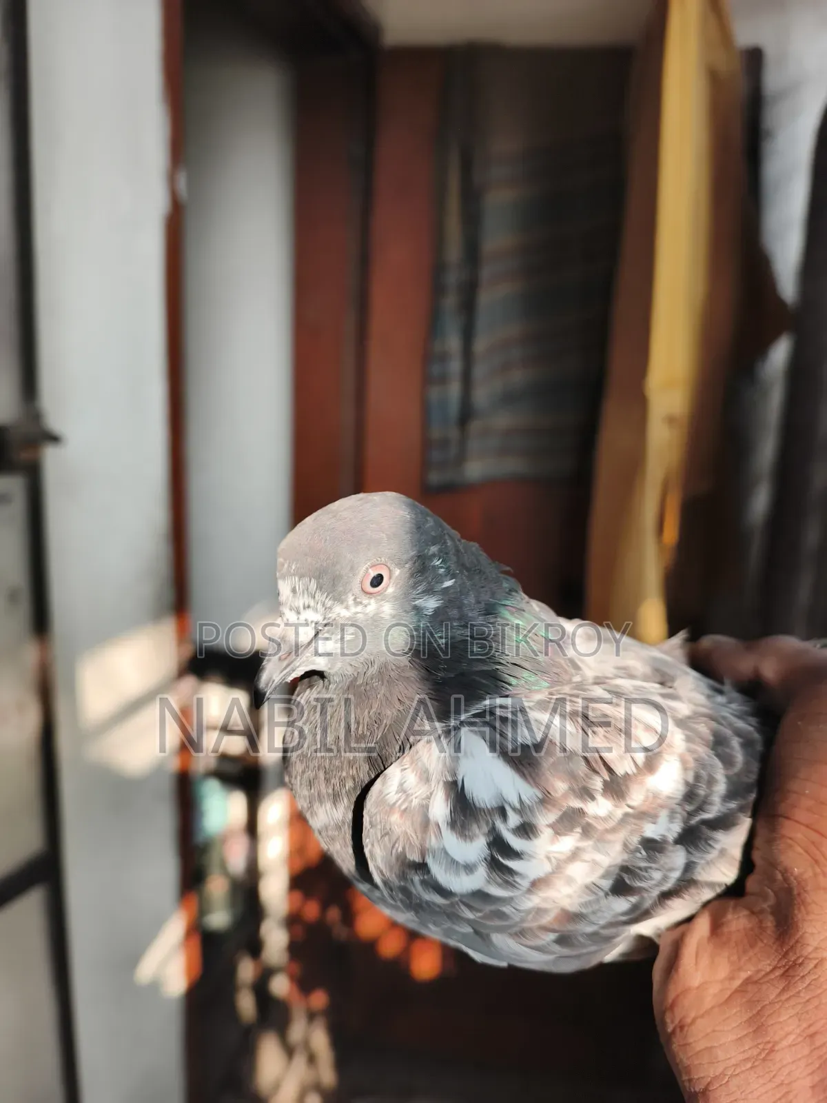 ৩টি মাদি,২টি নর কবুতর